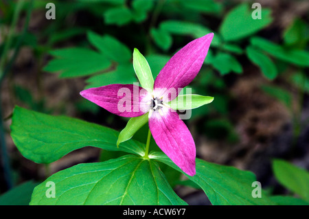 The red trillium portrait in The Great Smoky Mountain National Park, USA, America Stock Photo