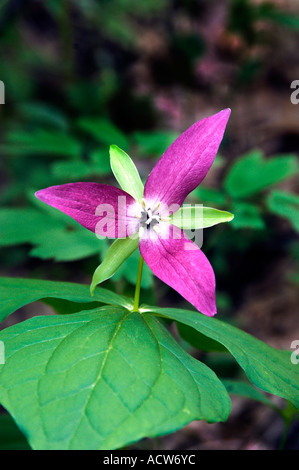 The red trillium portrait in The Great Smoky Mountain National Park, USA, America Stock Photo