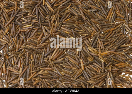 not peeled natural wild RICE from north america canada and mississipi delta Fruit of the waterplant water plant ZIZANIA AQUATICA Stock Photo