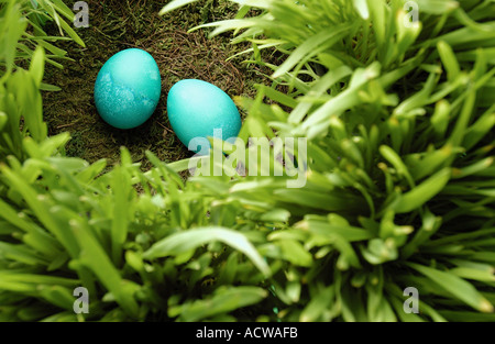 Pair of blue eggs in nest Stock Photo