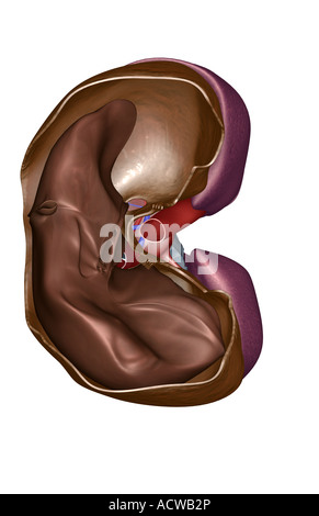 The lungs liver and diaphragm Stock Photo: 13227391 - Alamy