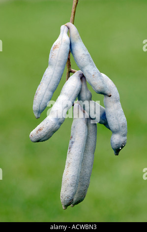 Blue Bean Shrub Stock Photo