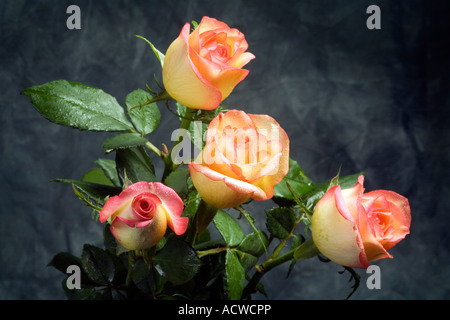 Four yellow roses with a grey background Stock Photo