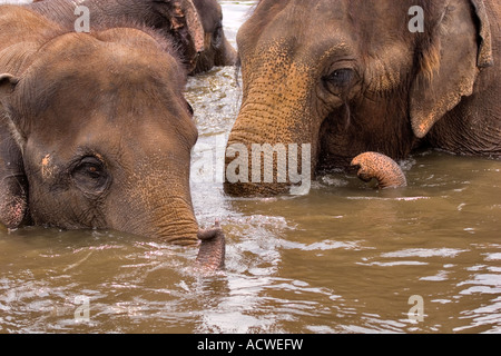 Asian elephants swimming