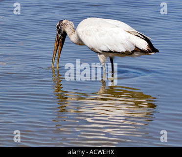 Wood Stork (Mycteria americana) fishing in the shallows Stock Photo