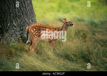 A white tailed deer fawn in spots waits for its mother to return in a hardwood forest in Nova Scotia Stock Photo