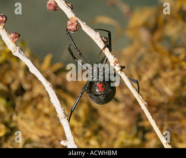 Portrait of a female southern black widow spider Latrodectus mactans Stock Photo