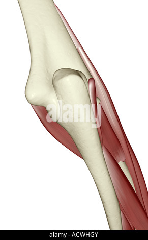 Muscles of the lower arm Stock Photo