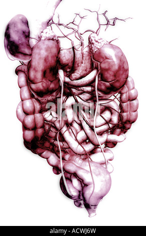 The digestive system Stock Photo