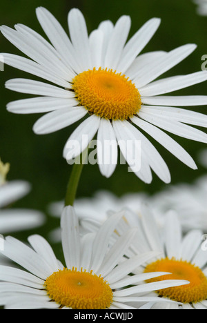 ox eyed daisy oxeye daisy leucanthemum vulgare Stock Photo