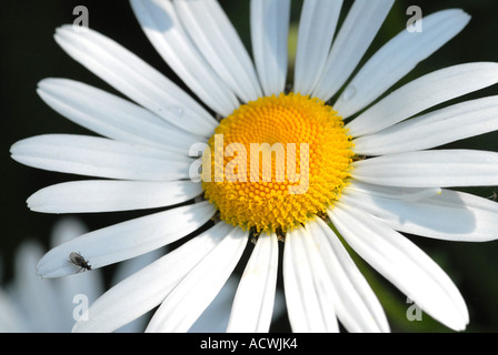 ox eyed daisy oxeye daisy leucanthemum vulgare Stock Photo