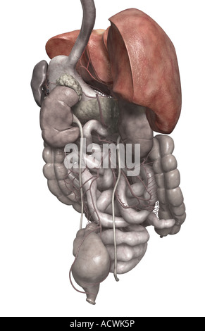The liver Stock Photo