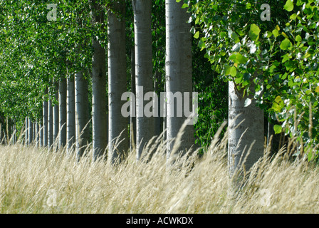 Poplar trees along roadside, Indre-et-Loire, France. Stock Photo