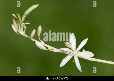 Spider Plant Stock Photo