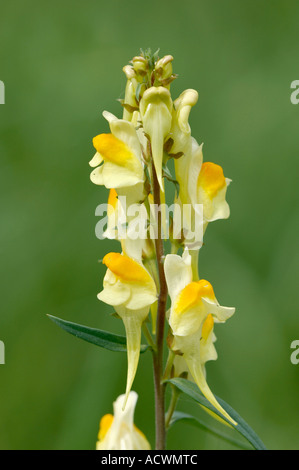 Common Toadflax Stock Photo