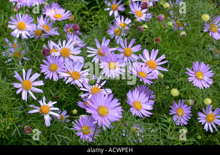 Swan river Daisy, Cut Leaf Daisy (Brachyscome multifida, Brachycome multifida), blooming Stock Photo