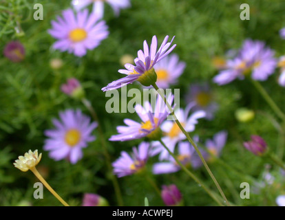 Swan river Daisy, Cut Leaf Daisy (Brachyscome multifida, Brachycome multifida), blooming Stock Photo