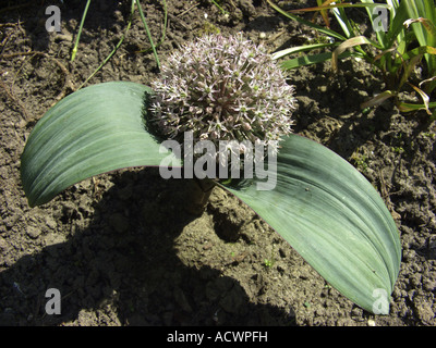 Turkestan Allium (Allium karataviense), blooming Stock Photo