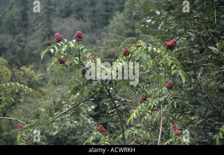 Prickly ash Zanthoxylum oxyphyllum spinous scrambling shrub in fruit Chenbedji Central Bhutan Stock Photo