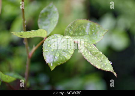 roses leaves with water drops after the rain Stock Photo