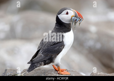 Fratercula Arctica with a beak full of sandeels on the 'Inner  Farne island' in Northumberland 'Great Britain' Stock Photo