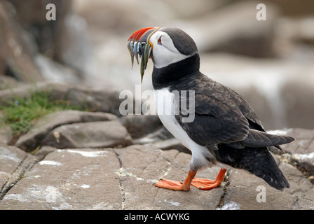 Fratercula Arctica with a beak full of sandeels on the Inner Farne Island  in Northumberland 'Great Britain' Stock Photo