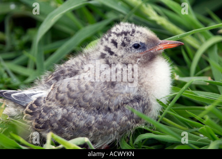 'Arctic Tern' chick hiding in grass on the 'Inner Farne' Island  in Northumberland 'Great Britain' Stock Photo