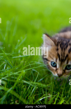 Kitten exploring her surrounding Stock Photo