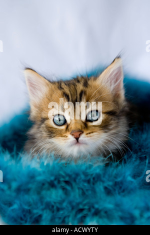 Fluffy tabby kitten wrapped up in a blue feather boa Stock Photo