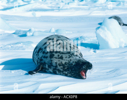 Hooded Seal / Bladder-nose  Stock Photo