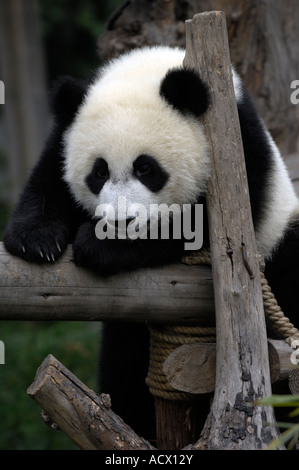 Giant Pandas in the National Research Centre in Chengdu, Sichuan, China Stock Photo