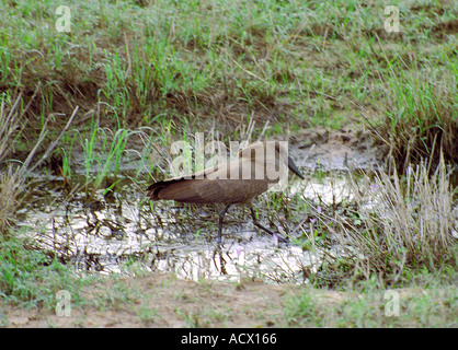 Hamerkop, Scopus umbretta, Scopidae. Kenya, Africa. Stock Photo