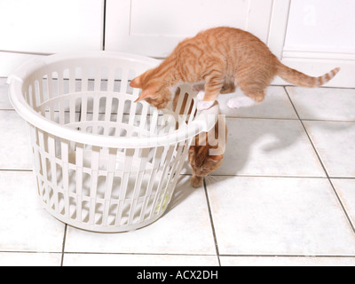 Two Eight Week Old Ginger Kittens Playing with White Washing Basket Stock Photo