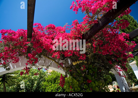 Bougainvillea growing outside villa in the Algarve Portugal Stock Photo ...