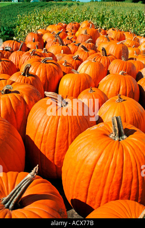group of orange pumpkins on cart at a rural farmer s market Stock Photo
