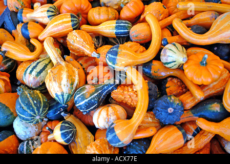 Mixture of mini squash and pumpkins at a farmer's market Stock Photo