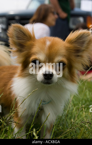 The dog show (long haired chihiaua or chihuahua)   Aberystwyth Agricultural Show 2006 - close up at ground level Stock Photo