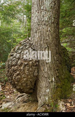 Large Burl on Tree in Forest Cumberland Falls State Park Kentucky Stock Photo