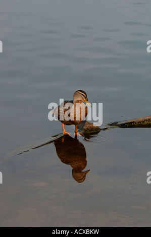 Female Mallard Duck..(Anas platyrhynchos).Standing In The Shallow Part Of A Freshwater Lake. Stock Photo