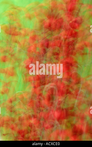 RED Berries in Autumn Blur effect Stock Photo
