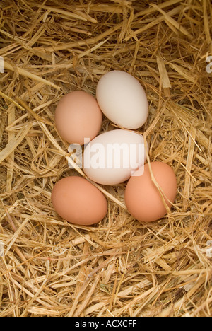 hen hatching eggs in nest of straw inside chicken coop Stock Photo - Alamy