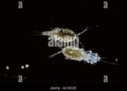 SCIENCE MICRO Copepods Stock Photo