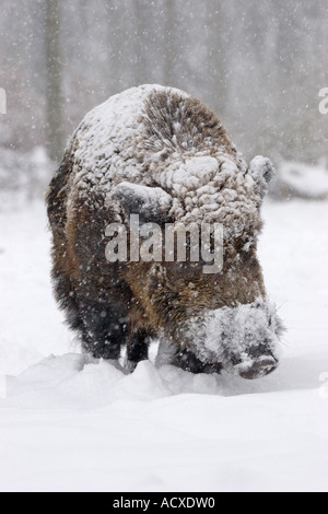 Wild boar in snowfall,  Sus scrofa Stock Photo