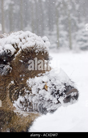 Portrait of a wild boar, Sus scrofa Stock Photo