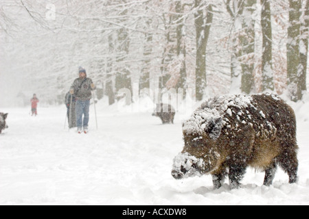 Wild boar in snow, Sus scrofa Stock Photo