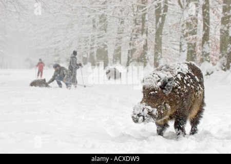 Wild boars in snow, Sus scrofa Stock Photo