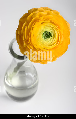 Young yellow gerbera in a vase. Stock Photo