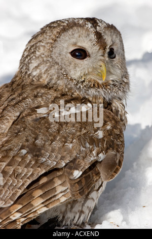 Tawny owl in snow Stock Photo