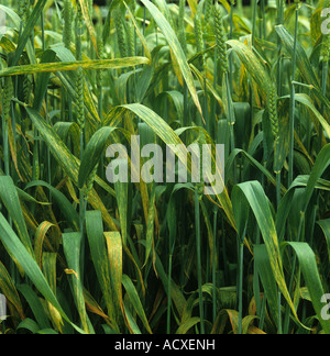 Yellow or stripe rust, Puccinia striiformis var striiformis, a severe infection on a wheat crop in ear Stock Photo
