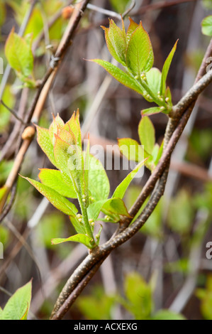 A vine growing in spring Stock Photo